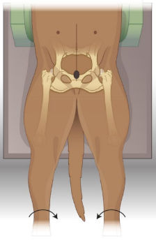 <ul><li><p>Dorsal recum, supported by trough/sandbags @ level of thorax <em>(trough should not enter primary beam)</em></p></li><li><p>Fully extend pelvic limbs &amp; secure with rope ties <em>(if patient under GA)</em></p></li><li><p>Medially rotate femurs &amp; secure with vet wrap/bantage/tape just above stifles </p></li><li><p>Visually check from caudal aspect </p><ul><li><p>Palpate greater trochanters &amp; check they are equidistant from table —&gt; adjust rope ties as necessary </p></li></ul></li></ul><p></p>