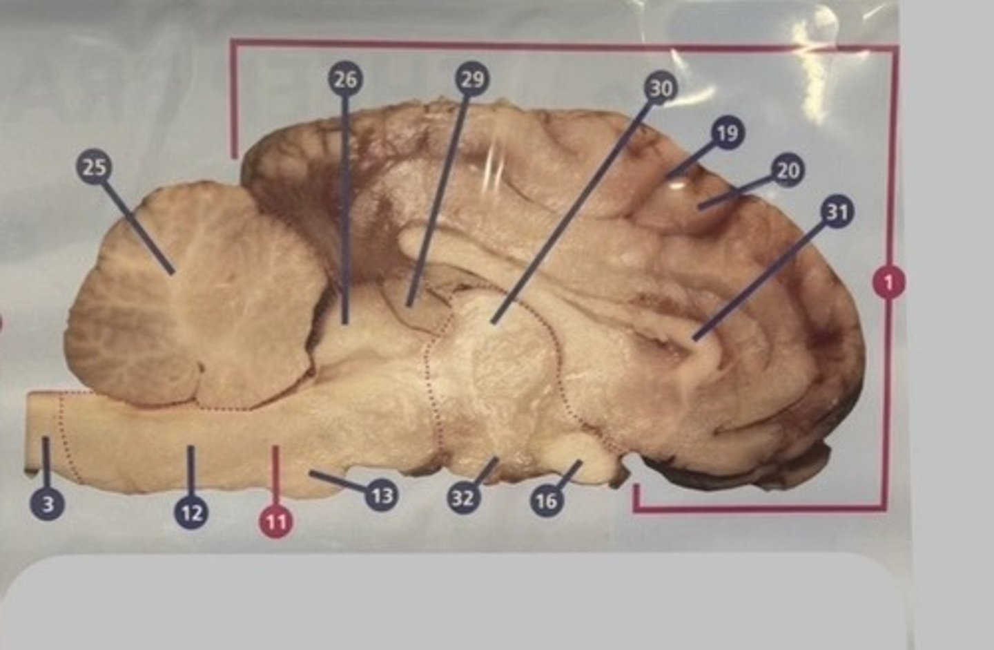 <p>What is number 30?</p>