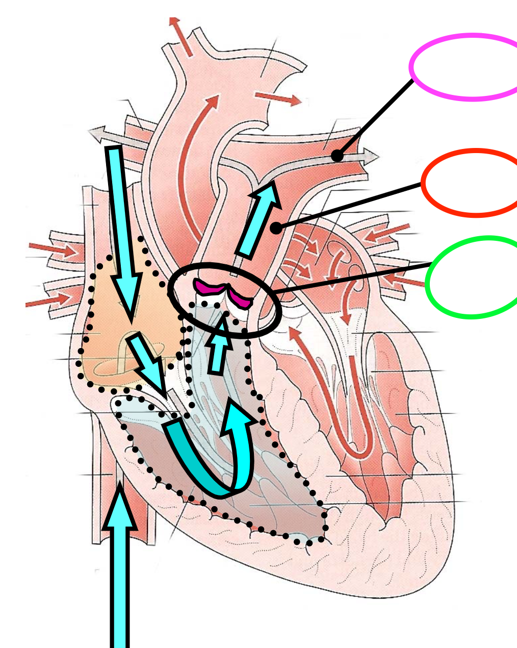 PINK-DEoxygenated blood away from the heart