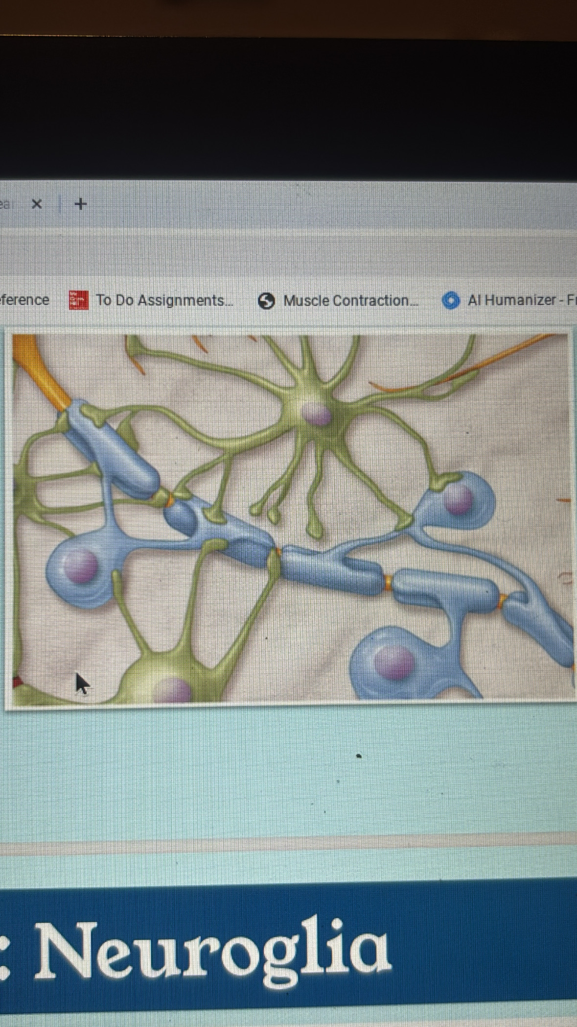 <p>myelinate certain CNS axons in the CNS</p>