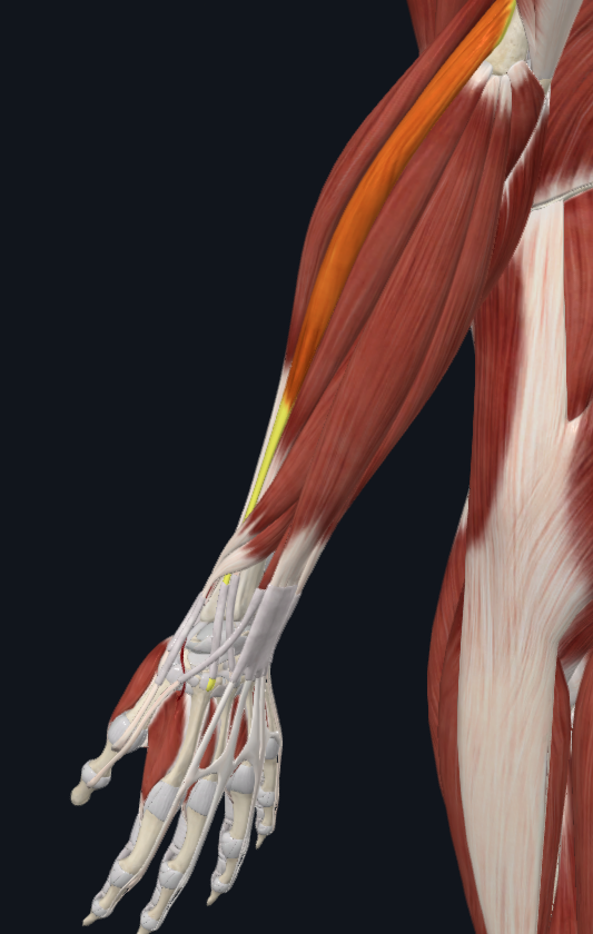 <p>What muscle is this</p>