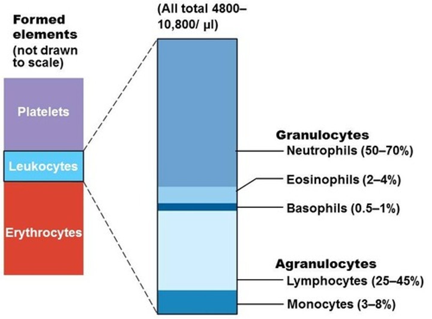 <p>Granulocytes</p><p>Neutrophils (50-70%)</p><p>Eosinophils (2-4%)</p><p>Basophils (0.5-1%)</p><p>Agranulocytes</p><p>Lymphocytes (25-45%)</p><p>Monocytes (3-8%)</p>