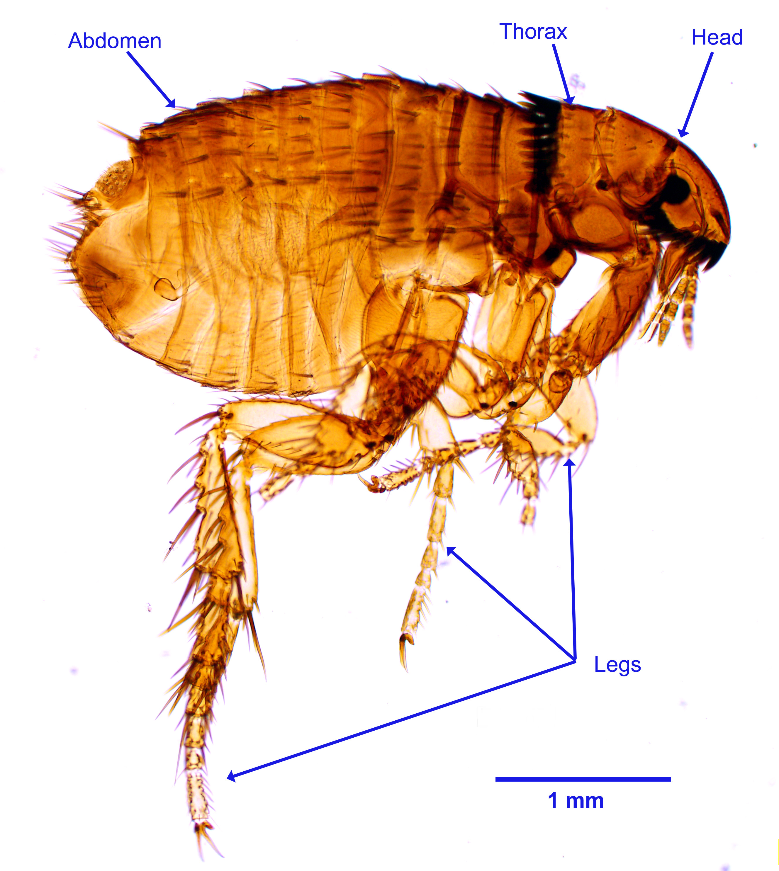 term image