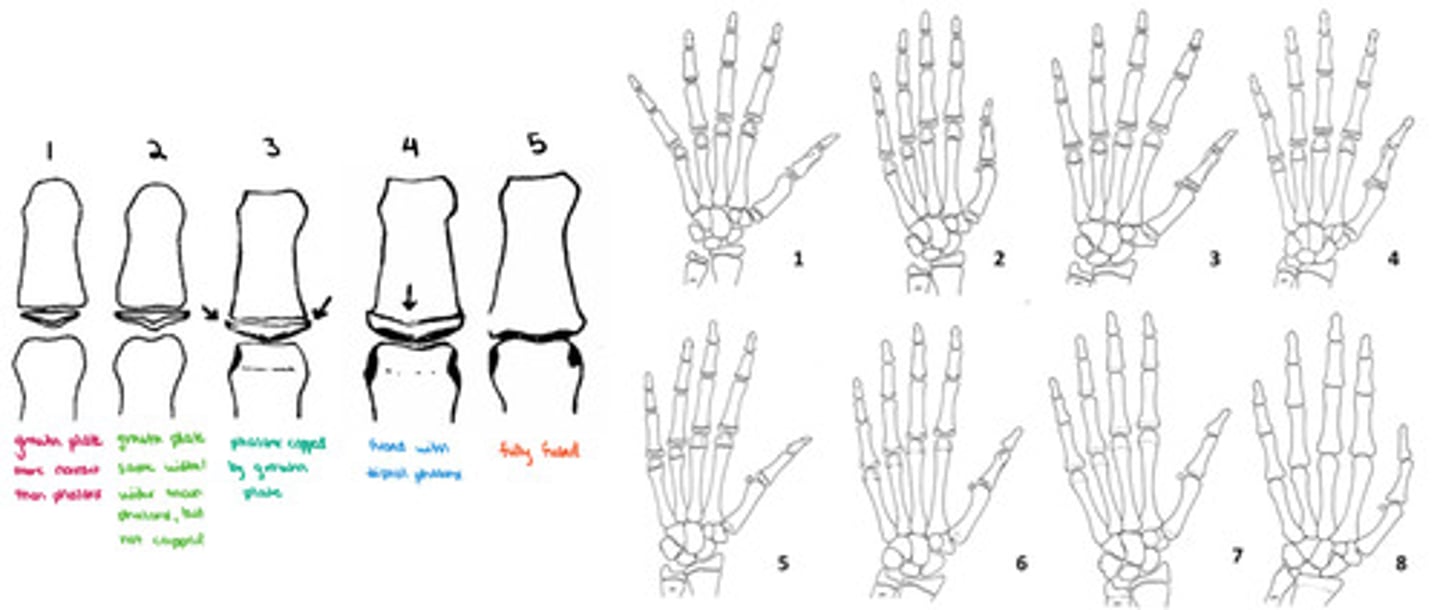 <p>left hand</p>