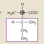 <p>Isoleucine (Nonpolar hydrophobic side chains)</p>