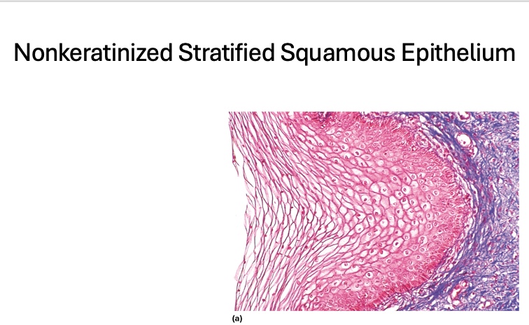 <p>location of <span style="font-family: &quot;Aptos Display&quot;">Nonkeratinized Stratified Squamous Epithelium</span></p>