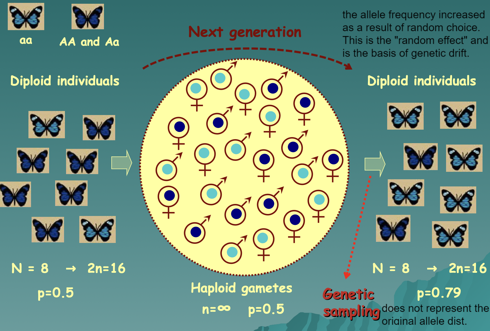 <p>Unlike populations in Hardy-Weinburg Equilibrium, real populations have…</p><ul><li><p>Finite population sizes</p></li><li><p>Random effects</p></li><li><p>Resulting in an error of genetic sampling (not representing original allele distribution)</p></li></ul>