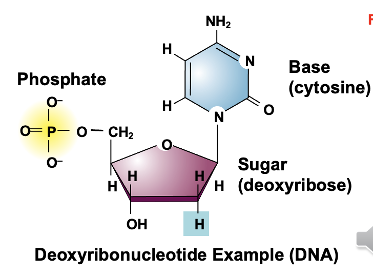 <p>What is DNA and its basic structure?</p>