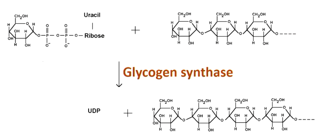 <p>glycogen synthase </p><p>elongates an existing alpha-1,4 chain by one glucose </p>