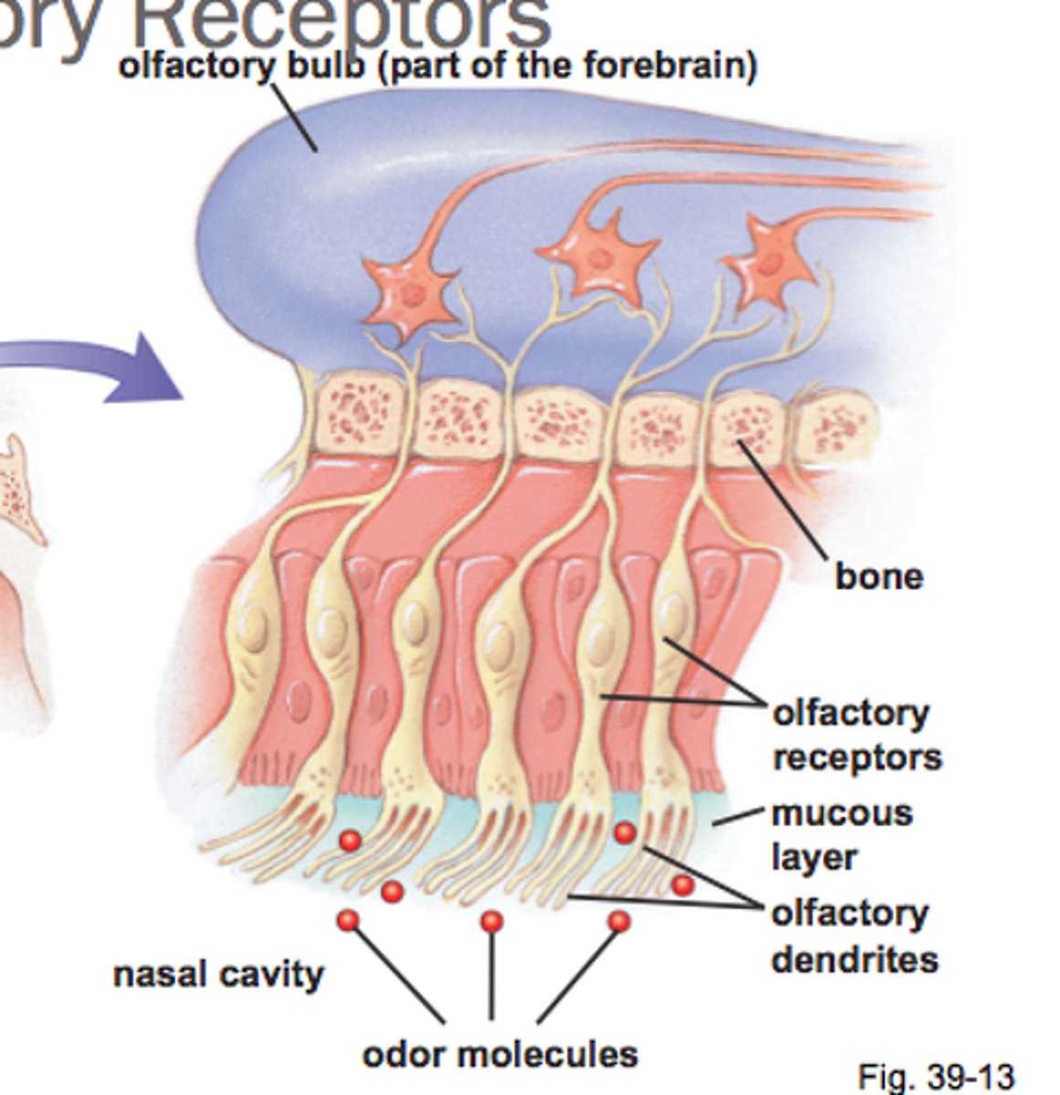 <p>Odorants bind to receptor proteins on the ORN cilia.</p>