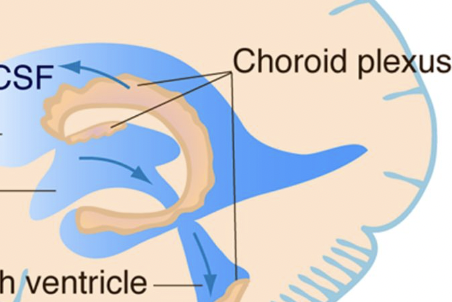 <p>What are choroid plexuses</p>