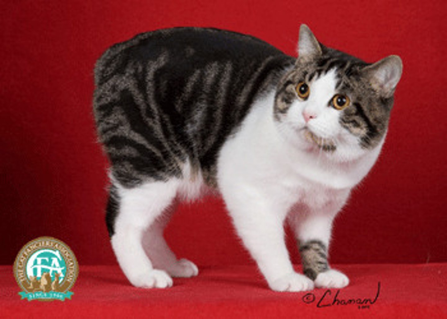 <p>- on isolated island, so mutation for tail-lessness was established</p><p>- dominant gene is lethal in homozygous state - 25% of kittens conceived are lost, 25% with long tail, some can have skeletal deformities or problems defecating</p><p>- cobby body type</p>