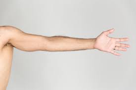 <p>arms</p>