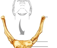 Located between the mandible and larynx \n Does not articulate with \n another bone \n Contains a midline body \n and two hornlike processes, the greater Cornu and lesser cornu \n The hyoid serves as an attachment site for tongue and muscles of larynx used in swallowing
