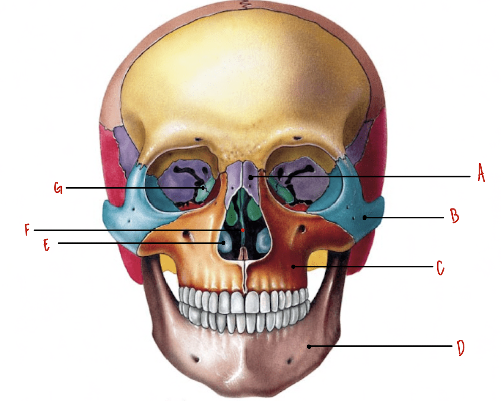 <p>Name the part of the skull labeled B</p>