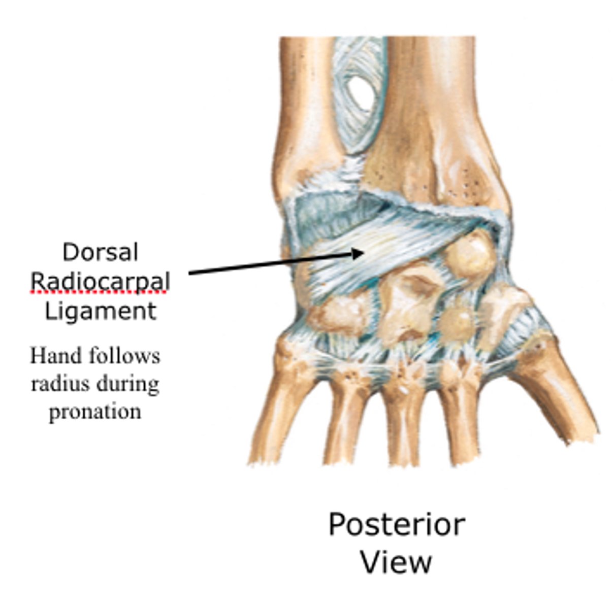 <p>Connects radius to posterior scaphoid and lunate</p><p>Work together to form a lateral V shape diagonally across the dorsal wrist connecting the radius, scaphoid and triquetrum</p><p>Provides dorsal stabilization to the carpus, especially the scaphoid</p>