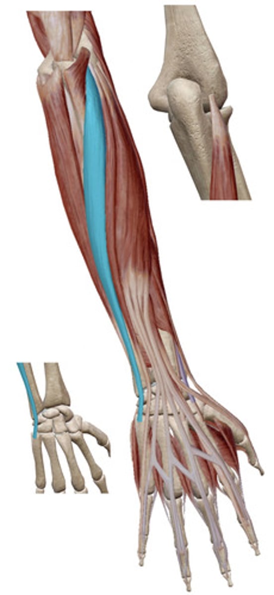 knowt flashcard image