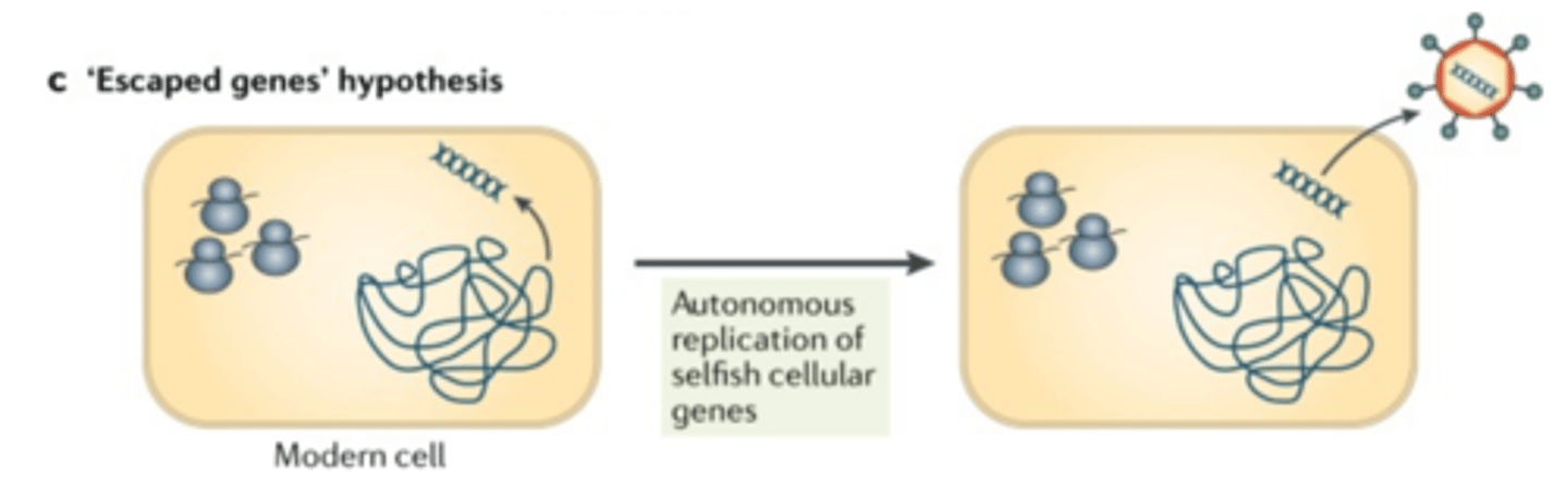 <p>This suggests that portions of genetic material escaped from larger cells and became surrounded by an outer protein coat.</p>