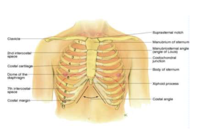 <p>Suprasternal notch, Sternum, manubriosternal angle (angle of louis), costal angle </p>