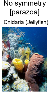 <p>Cnidaria and Ctenophora.</p>