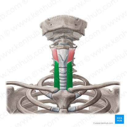 <p><span>origin manubrium, insertion thyroid cartilage, action depresses larynx</span></p>