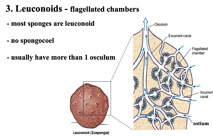 <p>flagellated chambers</p>