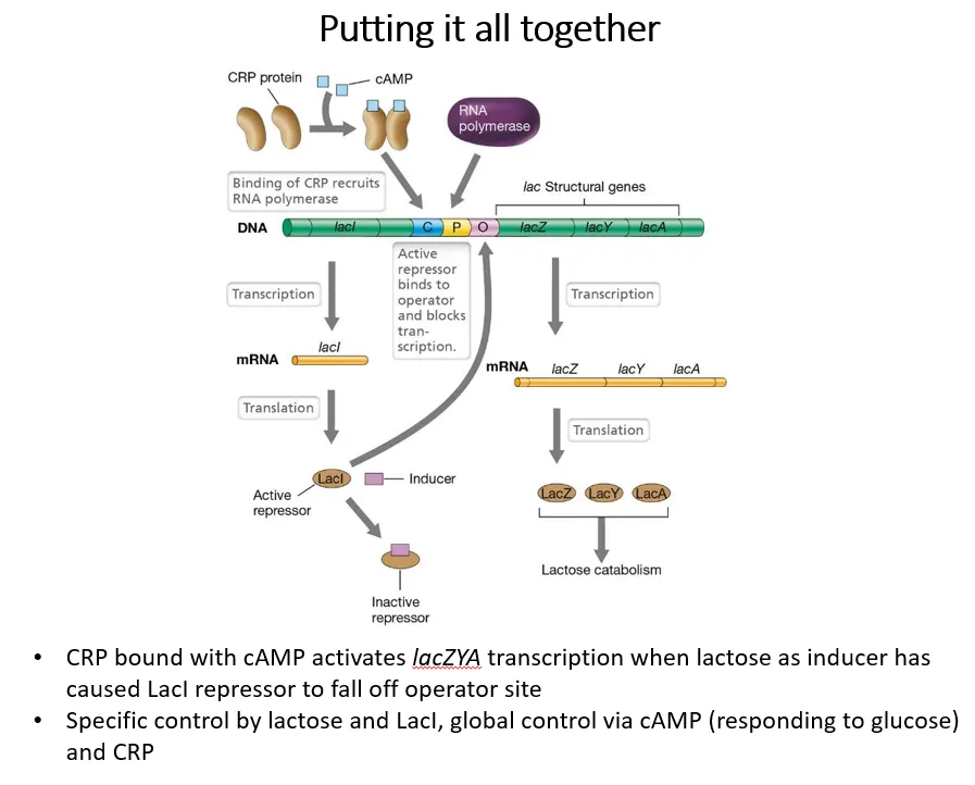 <p><strong>positive </strong>regulation dependent on glucose:</p><ul><li><p><strong>adenylate cyclase </strong>converts <strong>ATP </strong>into <strong>cyclic AMP</strong></p></li><li><p>cAMP acts as an <strong>inducer</strong>, binding to <strong>CRP </strong>(cAMP receptor protein), which is an <strong>activator </strong>for the lac operon</p></li></ul><p></p><ul><li><p><strong>glucose inhibits adenylate cyclase</strong>, so when glucose is <strong>present</strong>, <strong>little cAMP</strong> is produced</p></li><li><p>this means <strong>less CRP </strong>can bind to the activator binding site, so RNA polymerase <strong>can’t </strong>bind</p></li></ul><p></p><p><strong>negative </strong>regulation dependent on lactose:</p><ul><li><p><strong>lactose </strong>acts as an <strong>inducer </strong>for the <strong>LacI repressor </strong>protein</p></li><li><p>when lactose is <strong>present</strong>, the repressor <strong>detaches </strong>from the operator region, so RNA polymerase <strong>can </strong>bind</p></li></ul><p></p><p>this means<strong> transcription is only possible if CRP is present</strong>, due to the <strong>absence of glucose</strong>, and<strong> if the LacI repressor is inactivated</strong>, due to the <strong>presence of lactose</strong></p><p></p>