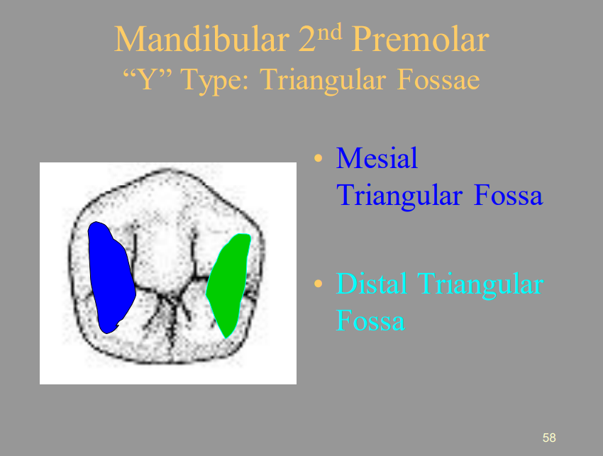 <ul><li><p><span style="color: blue">1 = Mesial Triangular Fossa</span></p></li><li><p><span style="color: green">2 = Distal Triangular Fossa</span></p></li></ul>