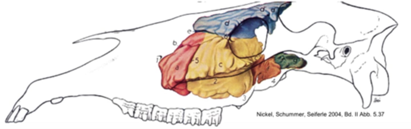 <p>Ved undersøgelse af en hest der præsenteres med unilateral næseflåd, finder du en dump lyd ved perkussion af det område, der er markeret med blåt på figuren. Hvad kaldes denne struktur?</p><p>- Sinus maxillaris rostralis</p><p>- Luftposen</p><p>- Sinus conchofrontalis</p><p>- Sinus conchoventralis</p>
