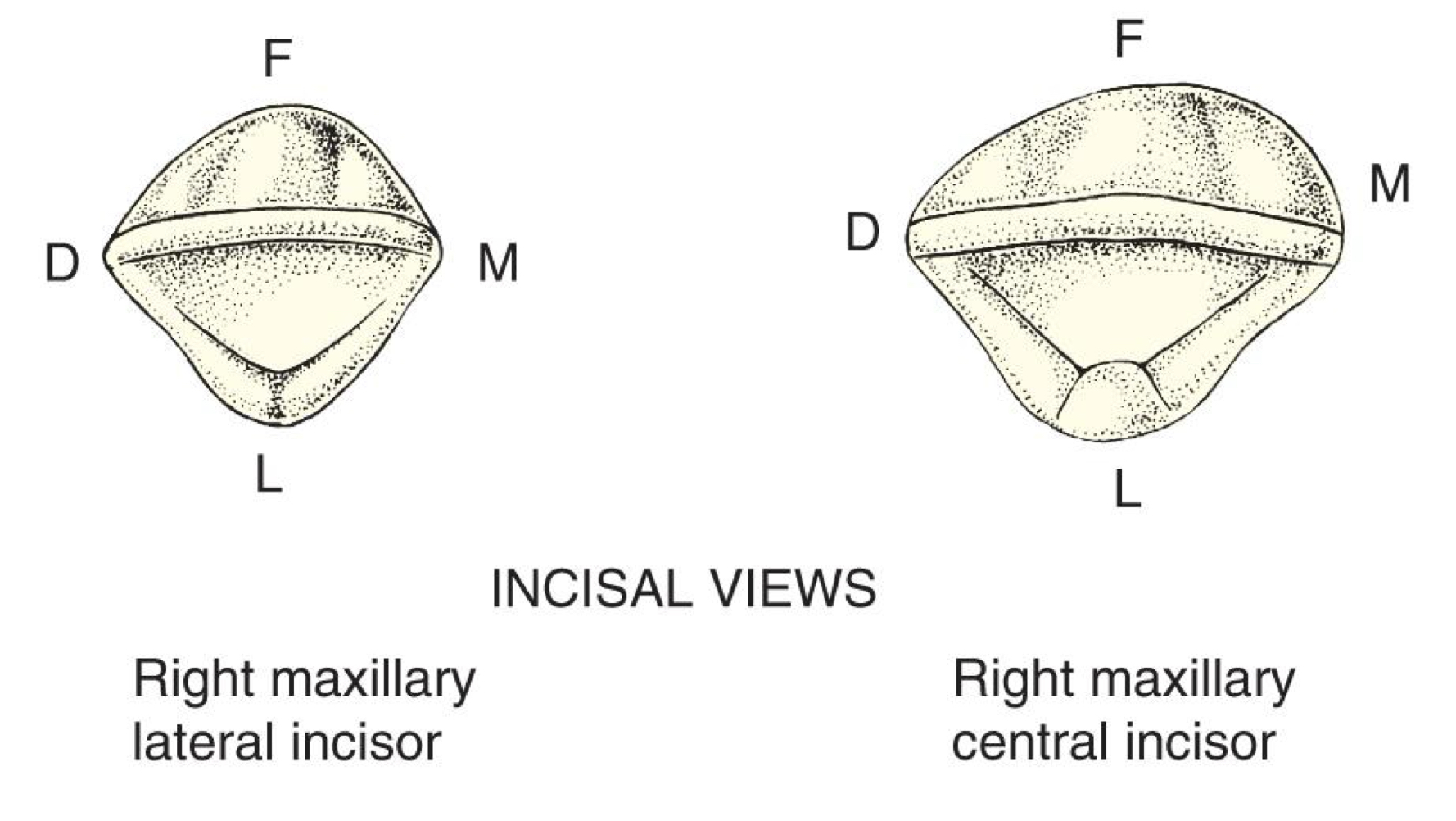 <p>Mesiodistally</p>