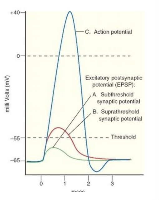 <p>what does it mean that excitatory post-synaptic potential or EPSP are graded?</p>