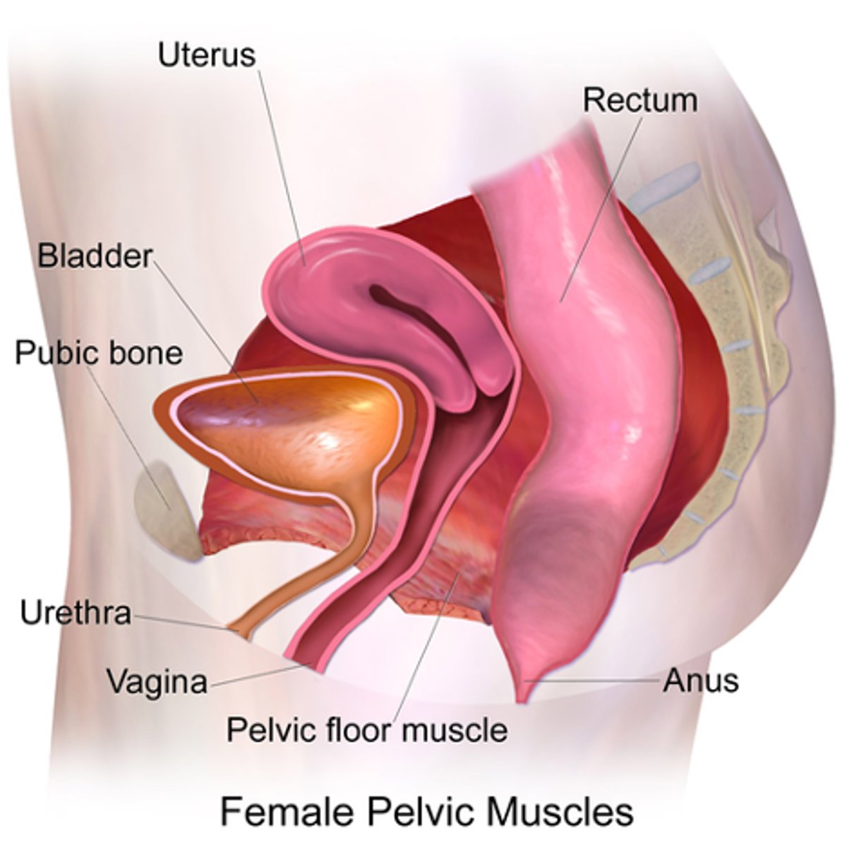 <p>iliac crests; pelvic diaphragm</p>