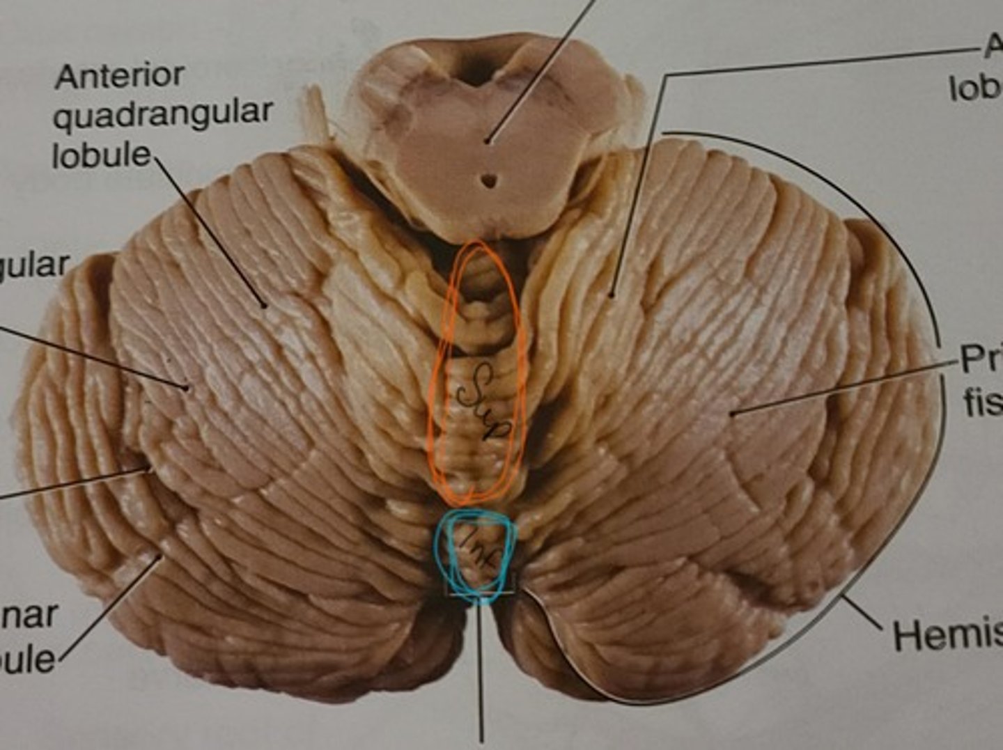 <p>What is the orange outline of the cerebellum called?</p>