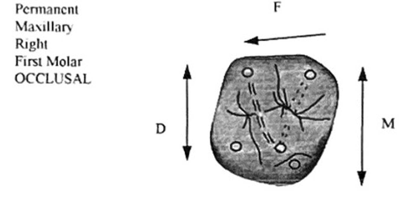 <p>a. mesial</p><p>b. distal</p>