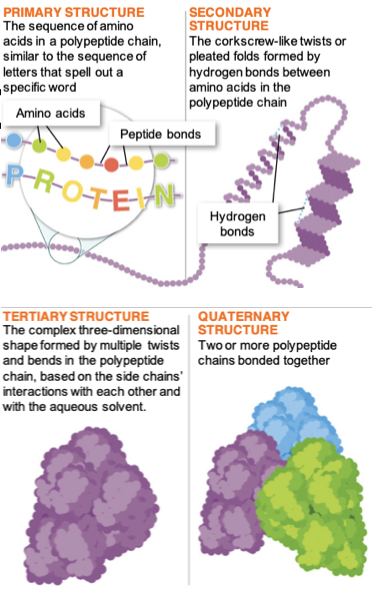 <ul><li><p>Order of amino acids determines all four levels of protein structures</p></li><li><p>Structure determines function</p></li><li><p>Mutations (or mistakes made during transcription or translation) can mean a non-functioning protein</p></li></ul>