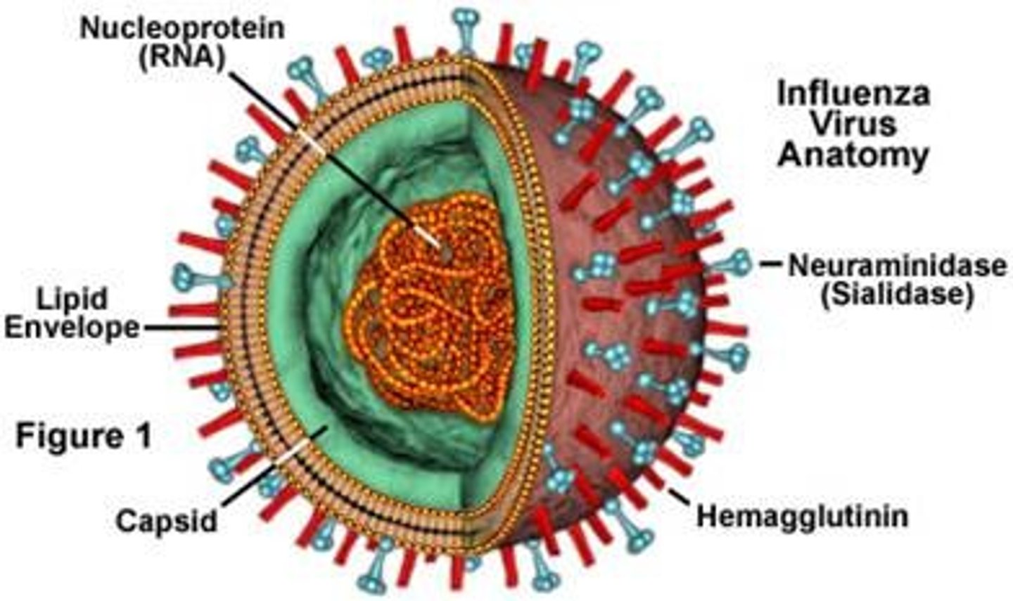 <p>Hemagglutinin (HA)</p><p>Neuraminidase (NA)</p><p>Influenza A are categorised into antigenic HA and NA subtypes</p><p>- 16 HA subtypes (1-16 HA)</p><p>- 9 NA subtypes (1-9 NA)</p>