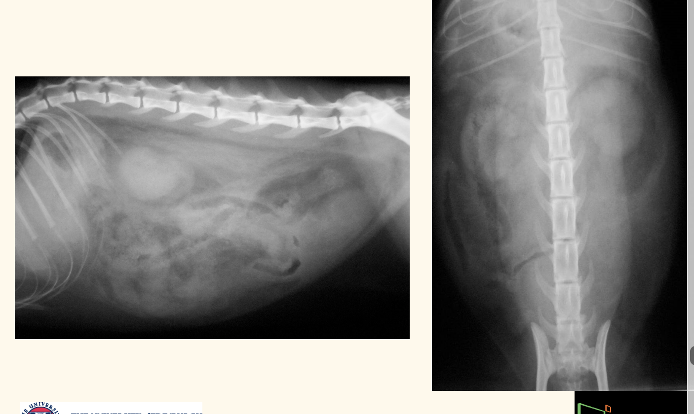 <p>bladder rupture rx</p><ul><li><p>how long?</p></li></ul><p></p>