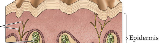 <p>Sensory receptors that detect touch, pain, and temperature. These can be phasic or tonic. They are sensitive to cold and have 3-10 times more receptors for cold than heat.</p>