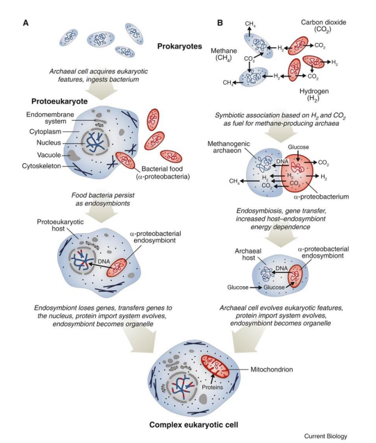 <ul><li><p>these are two hypotheses describing the <strong>endosymbiotic </strong>event introducing an aerobic bacterium into another host, resulting in a eukaryotic cell containing a mitochondrion</p></li><li><p>the <strong>mitochondrion late</strong> hypothesis (A) assumes that the host, a <strong>eukaryote</strong>, was already quite <strong>developed </strong>(endosymbiotic event occurred <strong>late </strong>in its development), as it had evolved the process of <strong>phagocytosis </strong>of the bacteria</p><ul><li><p>however, in this theory, the host would have had to exist and evolve for a long period, solely living off of <strong>fermentation </strong>as its metabolism, which is very weak</p></li></ul></li><li><p>the <strong>mitochondrion early</strong> hypothesis (B) assumes that the host, an <strong>archaeal cell</strong>, was <strong>not </strong>very developed (no nucleus yet), and instead it lived in a <strong>metabolic symbiosis </strong>with a bacterium</p><ul><li><p>this bacterium would have produced <strong>CO<sub>2</sub> </strong>and <strong>H<sub>2 </sub></strong>in its metabolism, and this hydrogen provided vital fuel for the metabolism (<strong>methane</strong>-producing) of the archaea, in a <strong>highly dependent relationship</strong>, until eventually they merged</p></li></ul></li></ul><p></p>