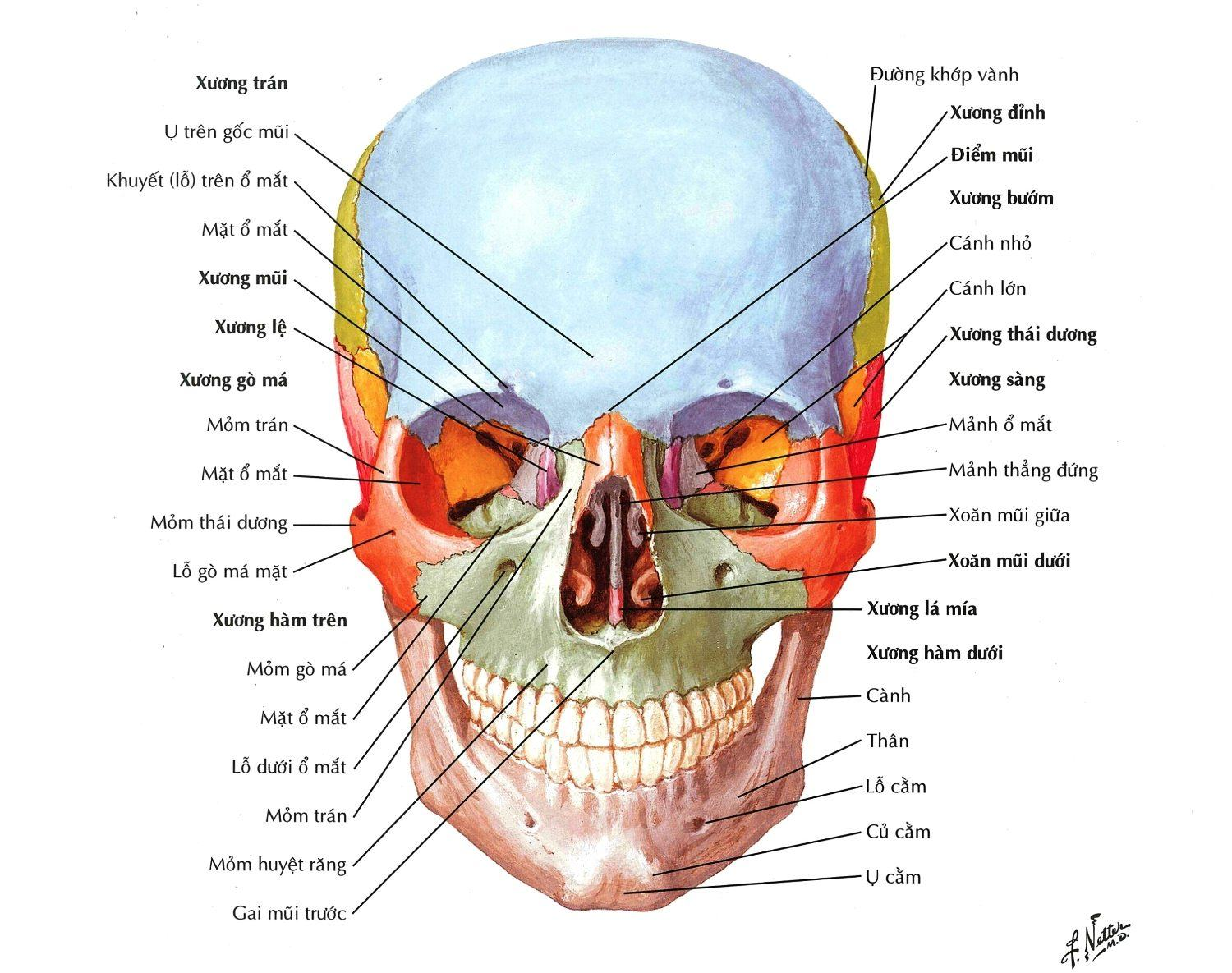 <p><strong>Cánh bé xương bướm góp phần tạo nên thành nào của hốc mắt.</strong></p><p>A. Thành dưới và ngoài</p><p>B. Thành trên và ngoài.</p><p>C. Thành trên và trong</p><p>D. Thành dưới và trong.</p>
