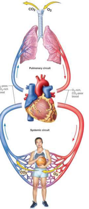 <p>Cardiovascular circuits</p>
