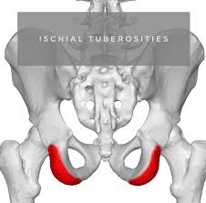 <p>Rough, thickened part of ischium that you sit on. It serves as an attachment for ligaments and thigh/leg muscles.</p><p></p>