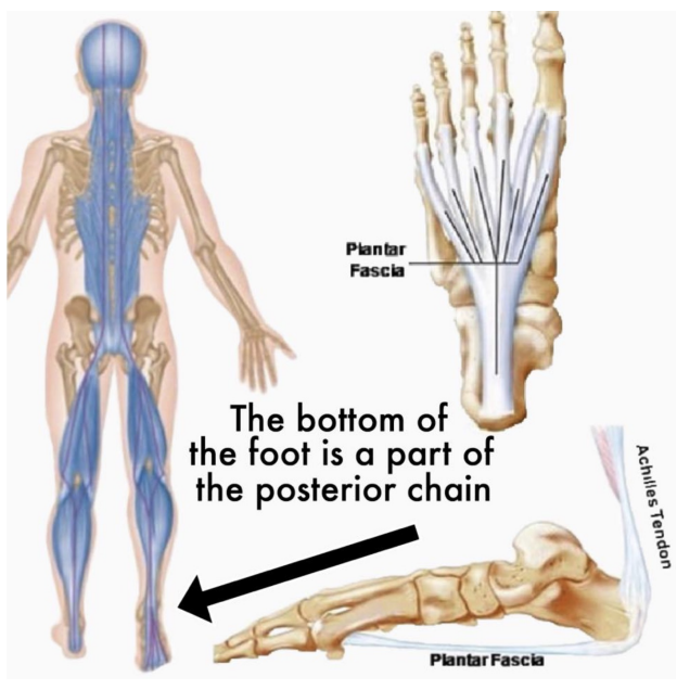 <p>Plantar Fascia</p>