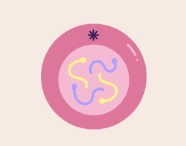 <p>what stage of the cell cycle is this?</p>