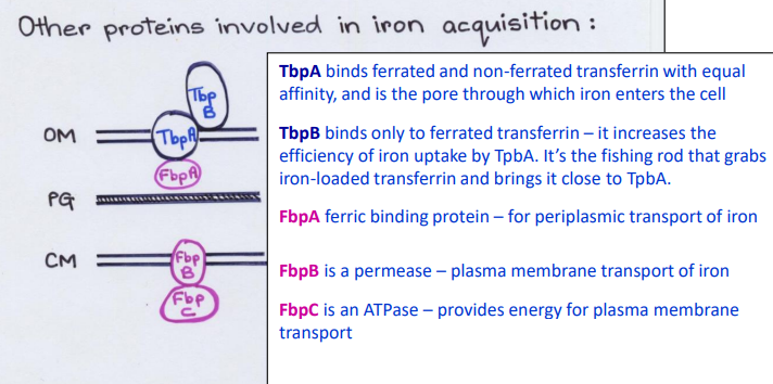 <p>List the proteins in the <strong>Periplasm</strong></p>