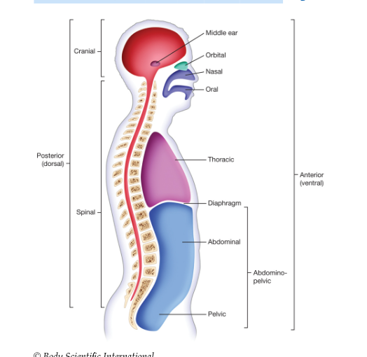 <p><span>is a space within the body that contains and protects internal organs and other body structures. There are two main cavities in the human body: the </span>dorsal<span> and </span>ventral<span> cavities</span></p>