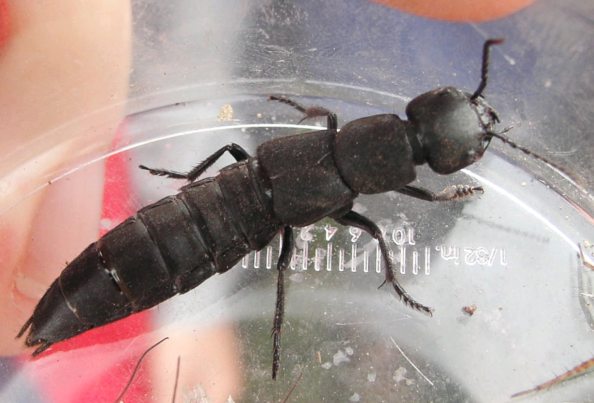 <p>Rove beetles (Kurzflügler)</p><p>Shortened elytra </p>