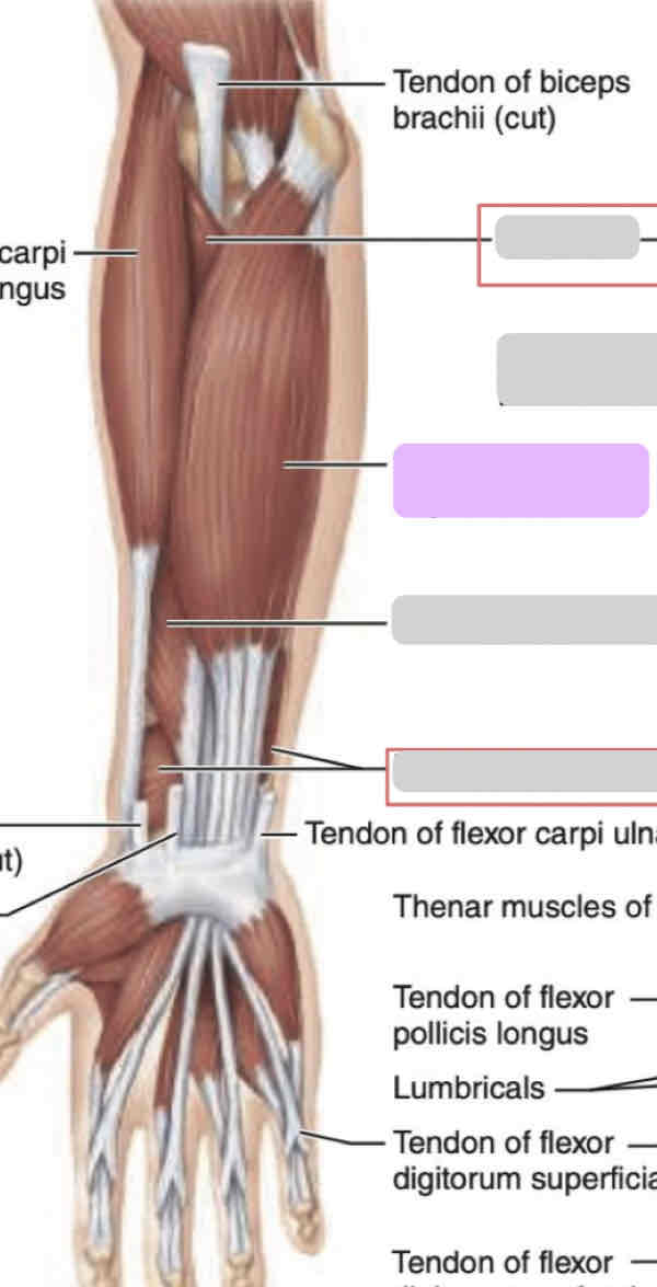 <p>Anterior arm (intermediate)</p>