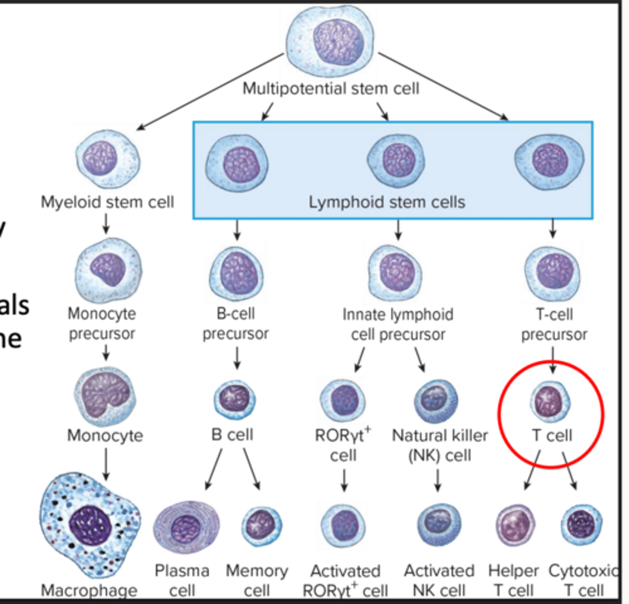 <p>cytotoxic T cells destroy infected cells, helper T cells send signals that direct other immune cells to fight infection</p>
