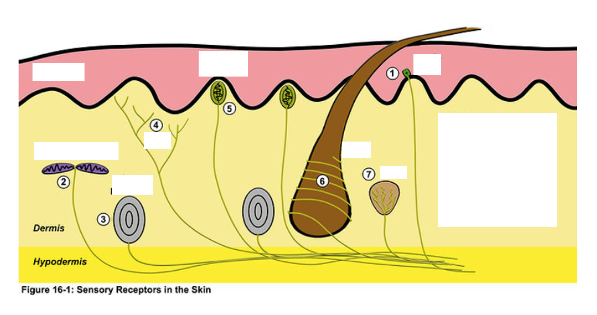 <p>Meissner’s corpuscle</p>